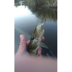 Воблер Bearking Tiny Magallon 88мм 7.2гр Суспендер Цвет D
